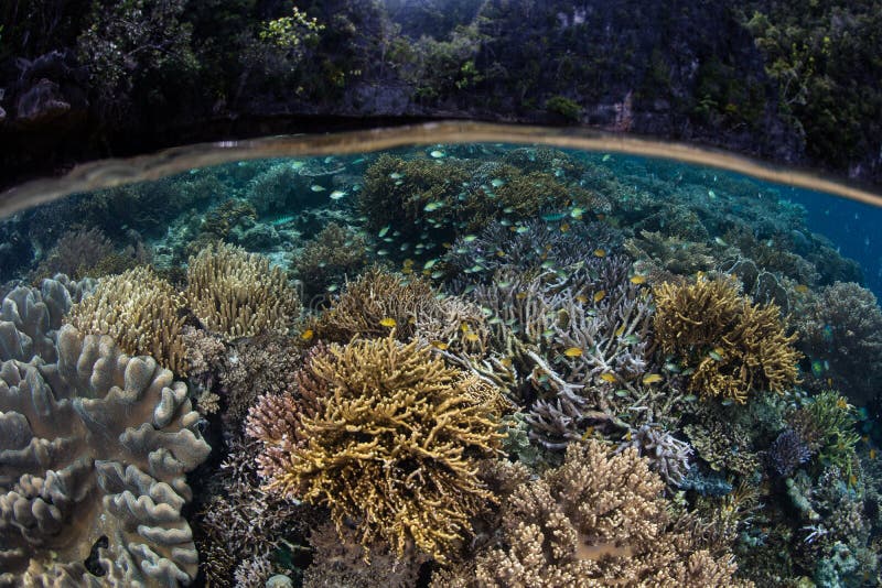 Beautiful Coral Reef in Raja Ampat Stock Photo - Image of home ...