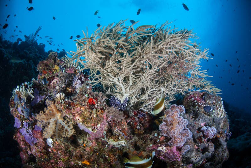 Beautiful Coral Reef on Wall in Palau Stock Photo - Image of island ...