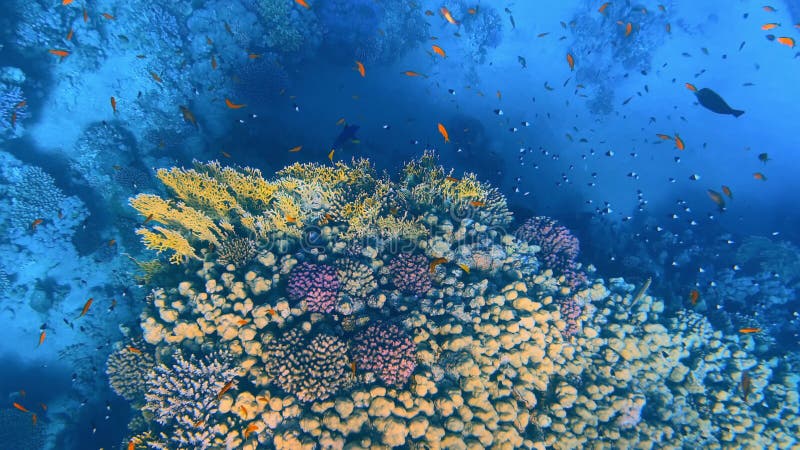 Beautiful Coral Reefs and Fish of the Red Sea Stock Video - Video of ...