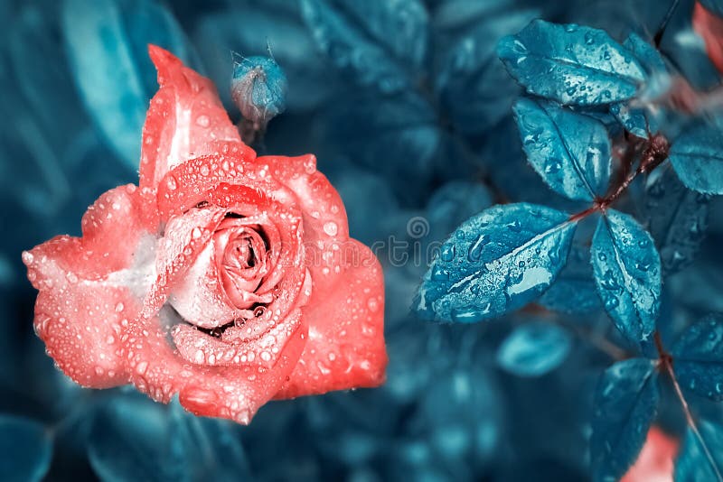 Beautiful coral rose with drops of dew and rain on the background of fantastic blue leaves. Magic Garden.