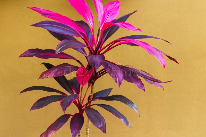 Beautiful Cordyline plant on cream wall royalty free stock photos Beautiful Cordyline plant on cream wall royalty free stock photos