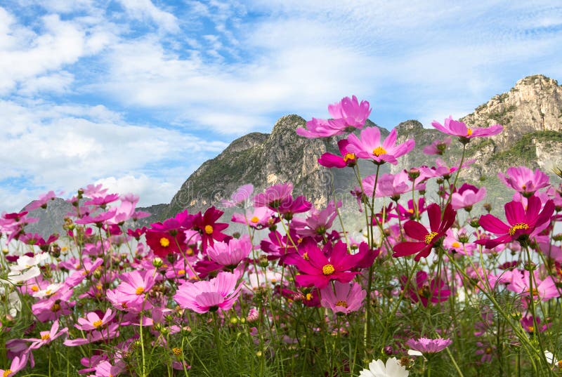 Beautiful of Cosmos Flower Field on Mountain Background,spring Season ...