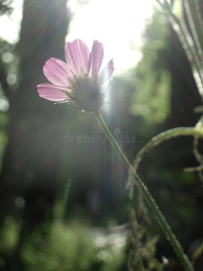 Beautiful Cosmos Flower Under the Sun Stock Image Image of cosmos