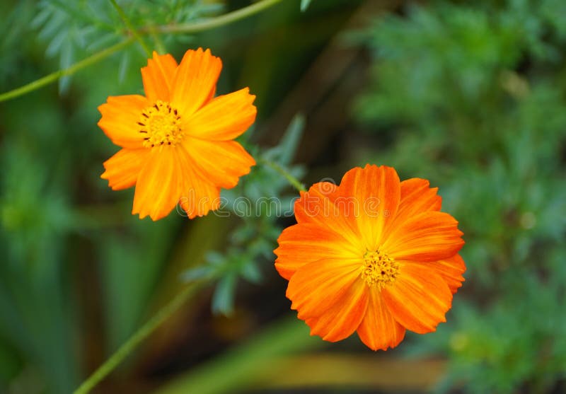 Tall Orange Flowers on the Balcony. Closeup Stock Photo Image of