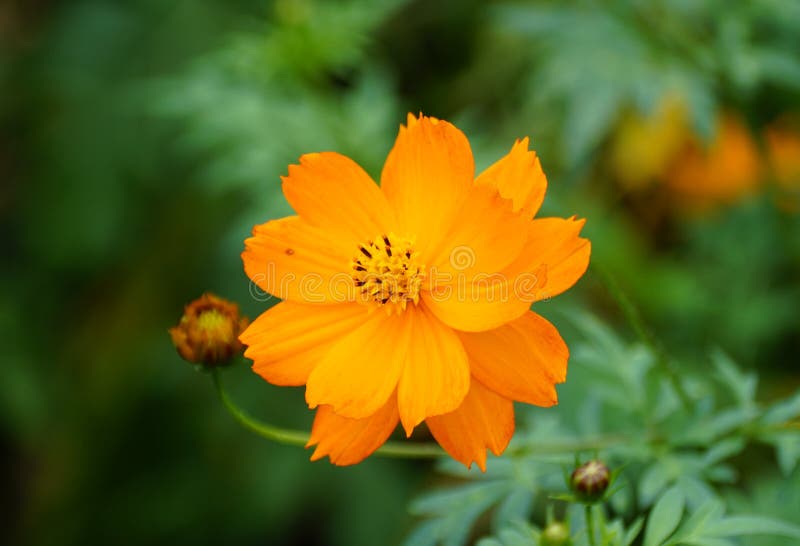 Tall Orange Flowers on the Balcony. Closeup Stock Photo Image of
