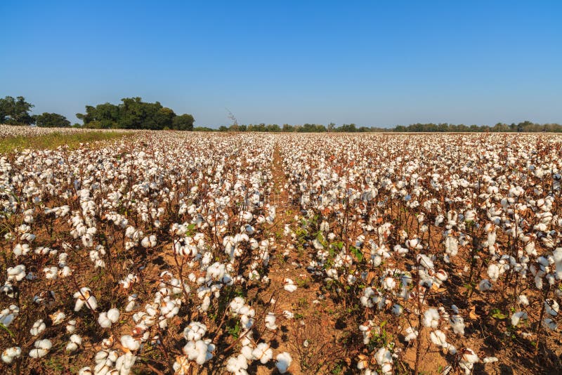 Alabama Cotton Field stock image. Image of yarn, gossypium 16672357