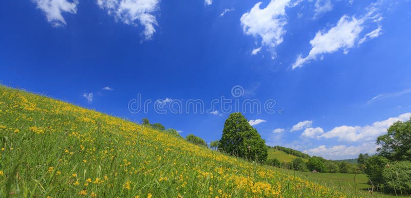 Beautiful country meadow with deep blue sky