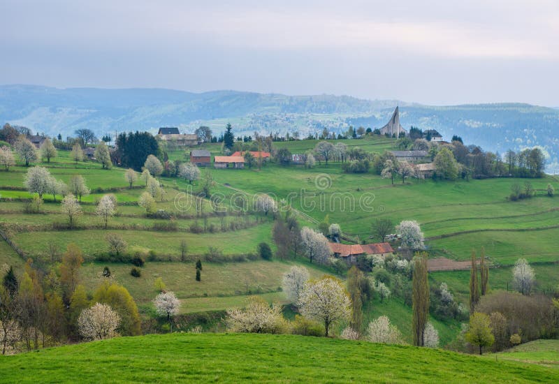 Beautiful countryside around Hrinova city with green fields, blooming cherry trees and white church on the top of th hill.