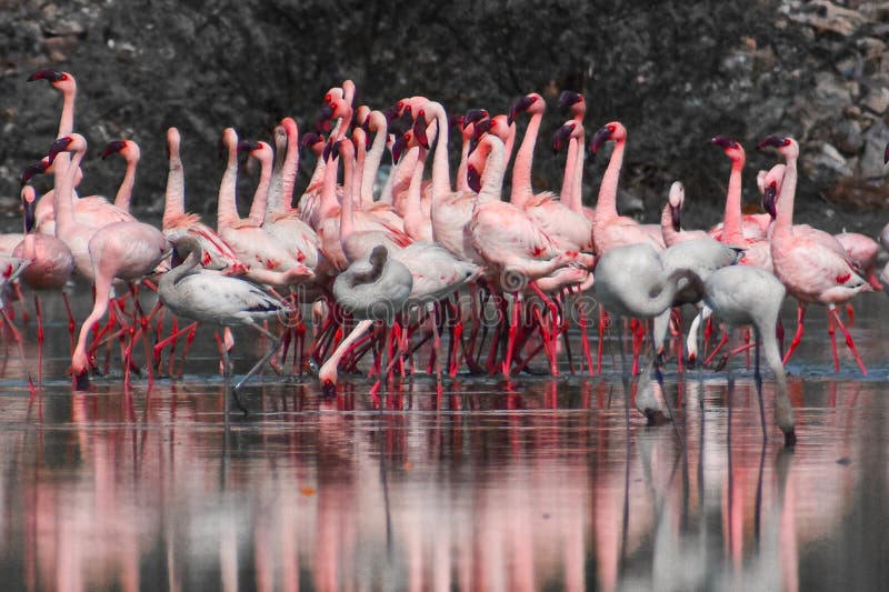 Courtship Dance stock image. Image of shoreline, gathering 63429021