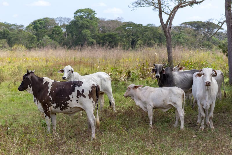 Beautiful Big Cow in Venezuela Stock Photo - Image of summer, green ...