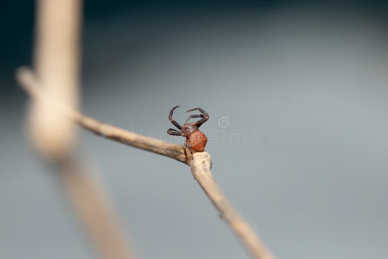 Crab Spiders Wrapping His  Stock Photo Stock Image Image of