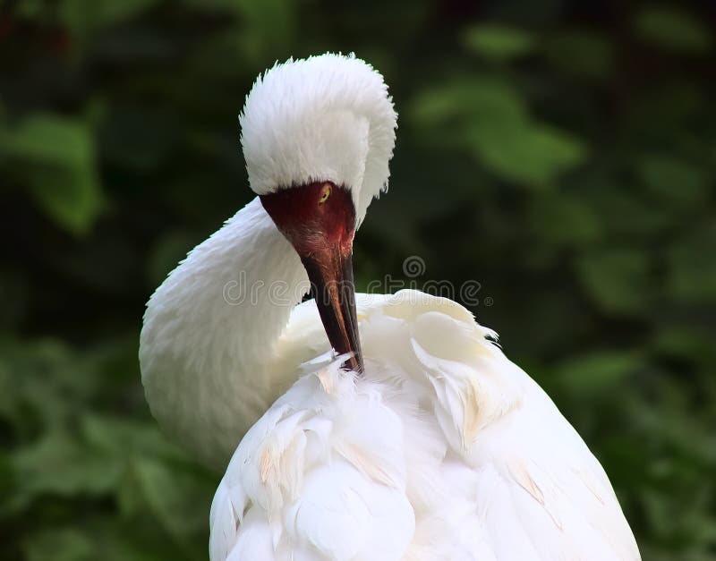 Beautiful Crane Birds In A Detailed Close Up View On A Sunny Summer Day