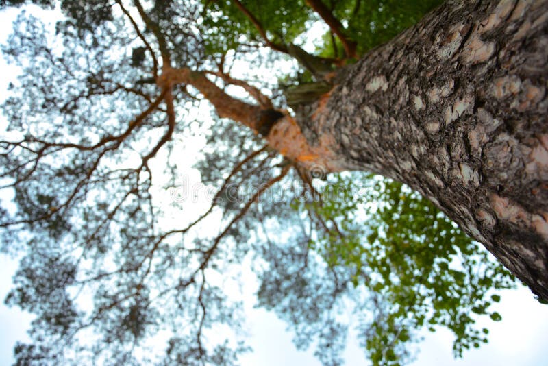 The Simple Elevator Alternative: How to Conquer High-Rises Without Rushing Skyward