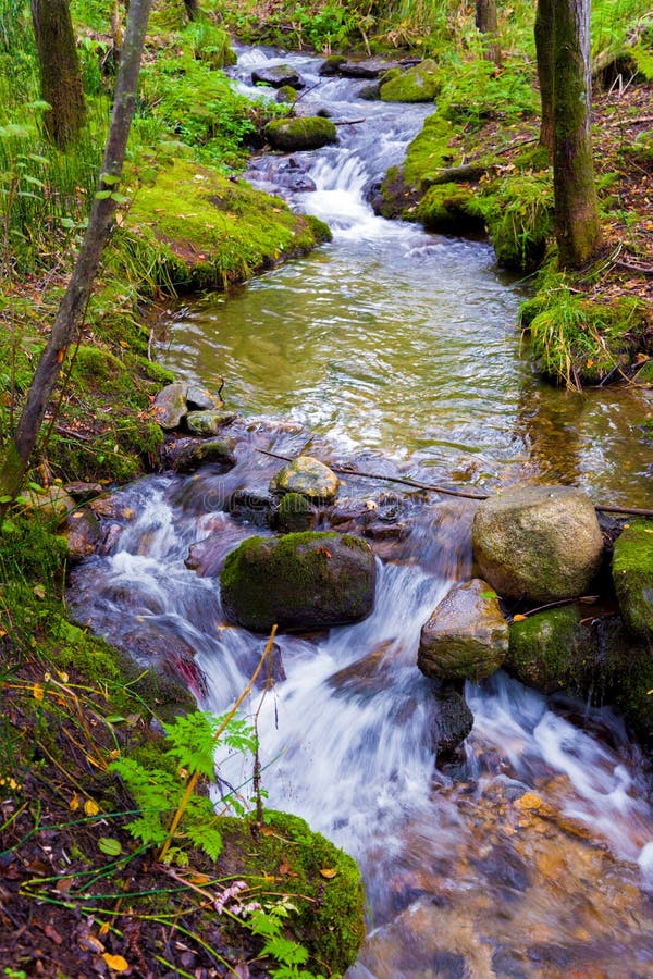 Beautiful Creek in a Wild Forest Stock Image Image of stone, green 91552229