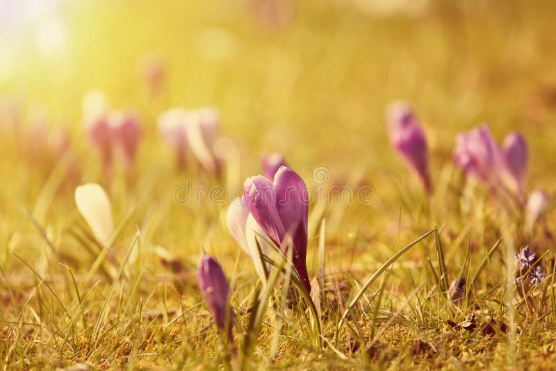 Beautiful Crocus Flowers in the Sunset Stock Photo Image of flower