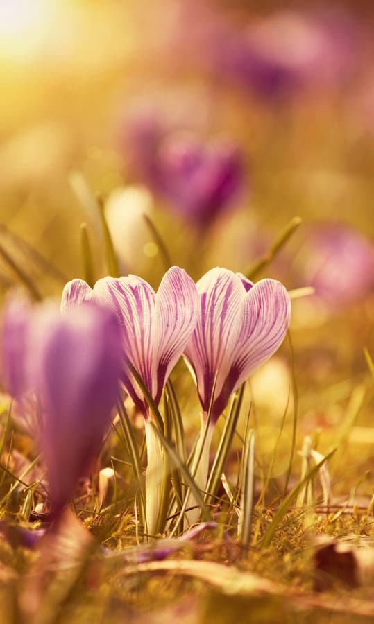 Beautiful Crocus Flowers in the Sunset Stock Image Image of