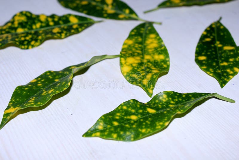 Croton Plants with Colorful Leaves. Tropical Plants with Yellow Spots