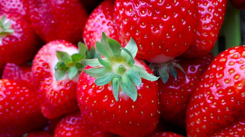 Beautiful Cultivated Deep Red Strawberries, Macro Photography, Food and Fruit Stock Image - Image of macro, strawberries: 149554953 Beautiful Cultivated Deep Red Strawberries, Macro Photography, Food and Fruit Stock Image - Image of macro, strawberries: 149554953