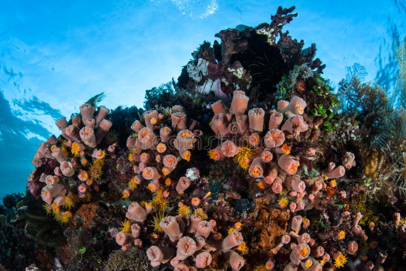 Beautiful Cup Corals on Indonesian Reef Stock Photo - Image of healthy ...