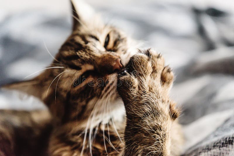 Beautiful Cute Cat Licking His Paw On Stylish Bed With Funny Emo Stock
