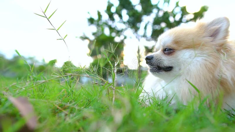 Beautiful cute Pomeranian  puppy lies in green grass on the bright sun.