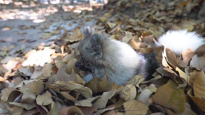 Beautiful cute Pomeranian  puppy sit in dry leaf on the sunshine day.