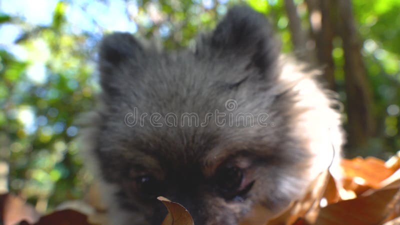 Beautiful cute Pomeranian  puppy sit in dry leaf on the sunshine day.