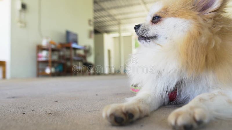 Beautiful cute Pomeranian  sleep on cement ground.