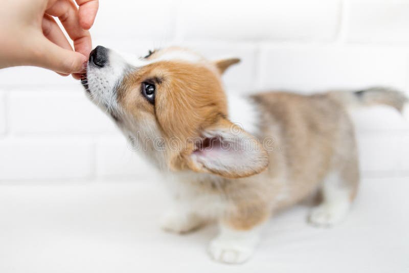 Beautiful Cute Puppy eating from a hand. Curiously happy puppy