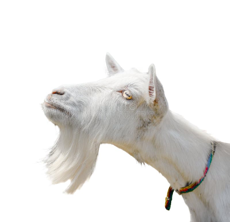 Beautiful, cute, young white goat isolated on white background. Farm animals. Funny goat try to kiss someone