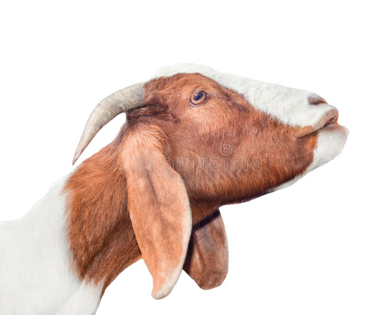 Beautiful, cute, young white and red goat isolated on white background. Farm animals. Funny goat try to kiss someone.