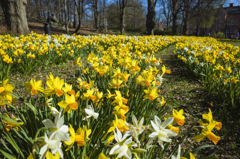 Beautiful daffodil flowers in spring with blurred background in Djakneberget park in Vasteras, Sweden photo