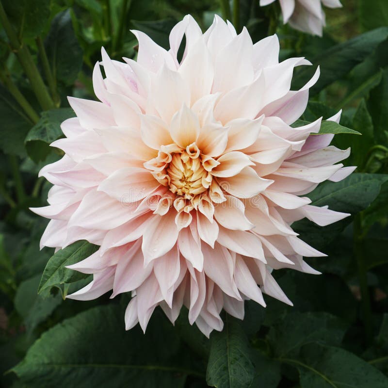 Single Light Pink Dahlia Blossom in Garden `Cafe Au Lait` Variety Stock ...