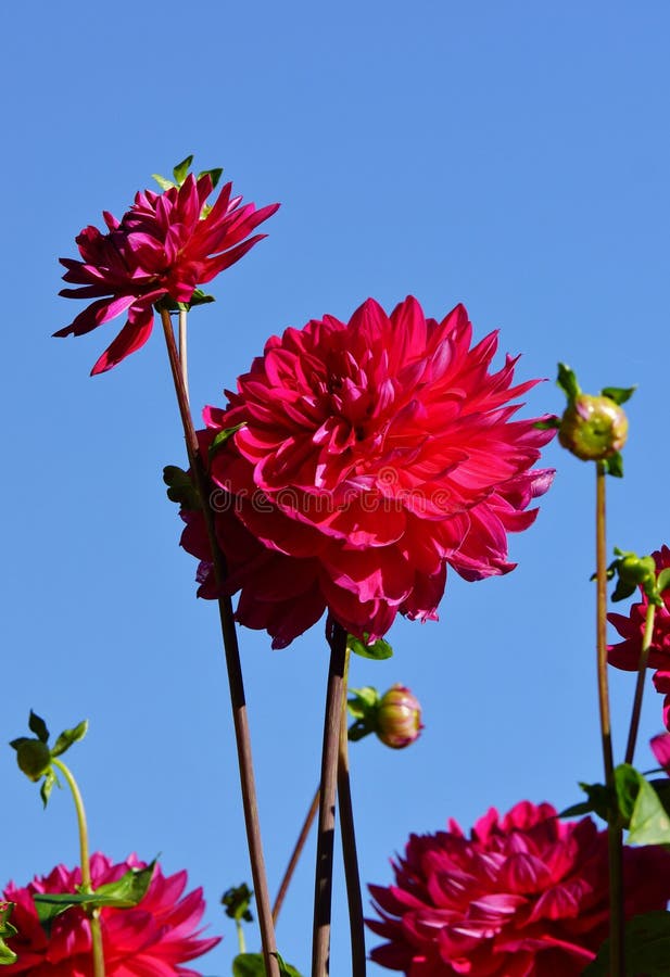 Beautiful Dahlias stock photo. Image of flowering, dark 42718014