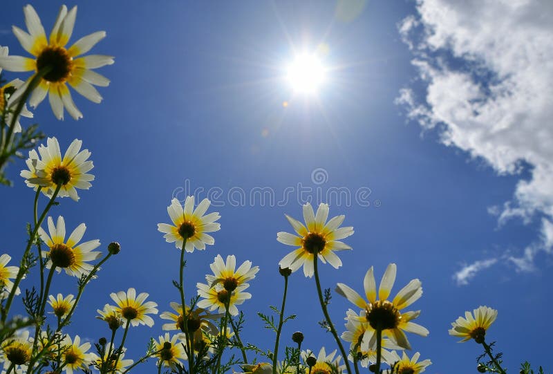Daisies under the clouds stock photo. Image of background 4906568