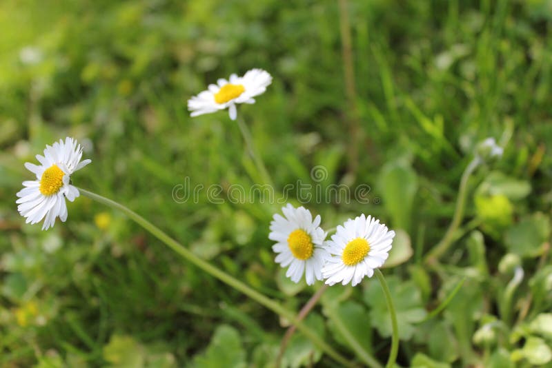 Beautiful Daisies in Spring Season White Stock Image Image of clear