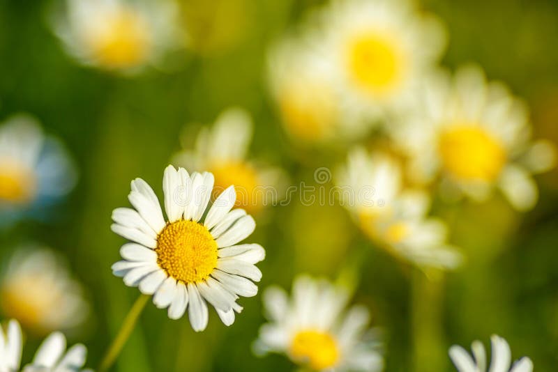 Beautiful Daisies in the Sun Closeup, a Place To Write Stock Photo