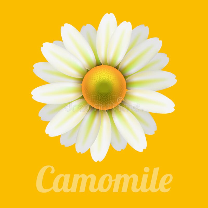 Beautiful daisy flower camomile.