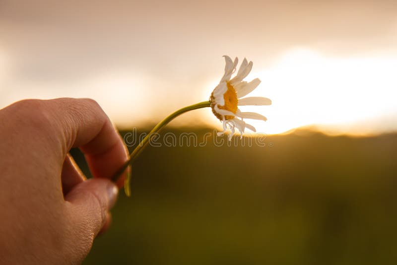 Beautiful Daisy flower in the sunset light. Soft focus nature background royalty free stock photography Beautiful Daisy flower in the sunset light. Soft focus nature background royalty free stock photography