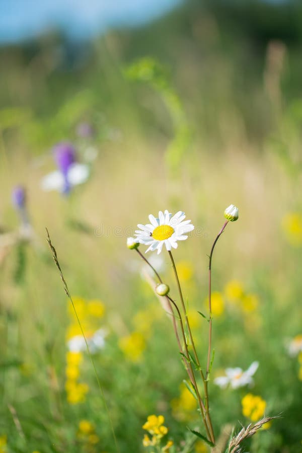 Beautiful Daisy Flowers in Colorful Meadow Stock Image Image of