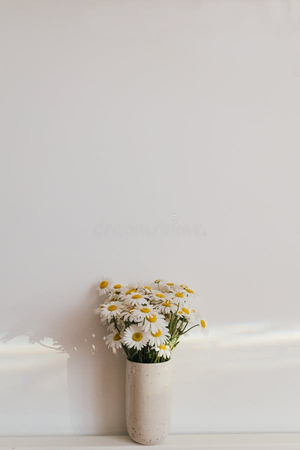 Beautiful daisy flowers in sun ray on white background. Summer vibes, simple home decor. Daisy bouquet in modern ceramic vase in