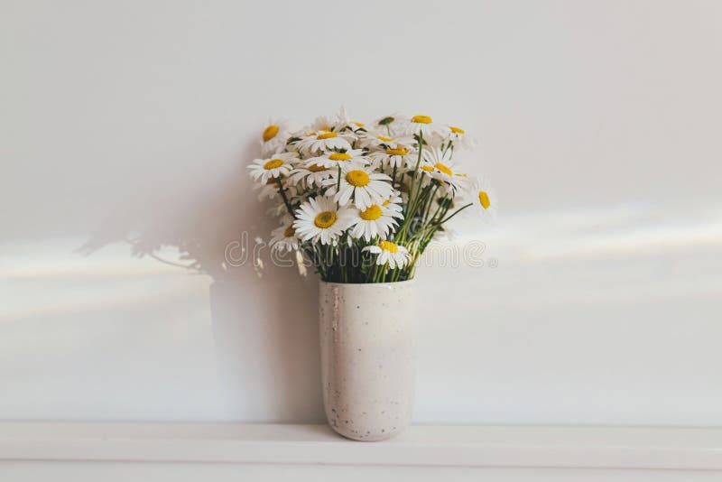 Beautiful daisy flowers in sun ray on white background. Summer vibes, simple home decor. Daisy bouquet in modern ceramic vase in