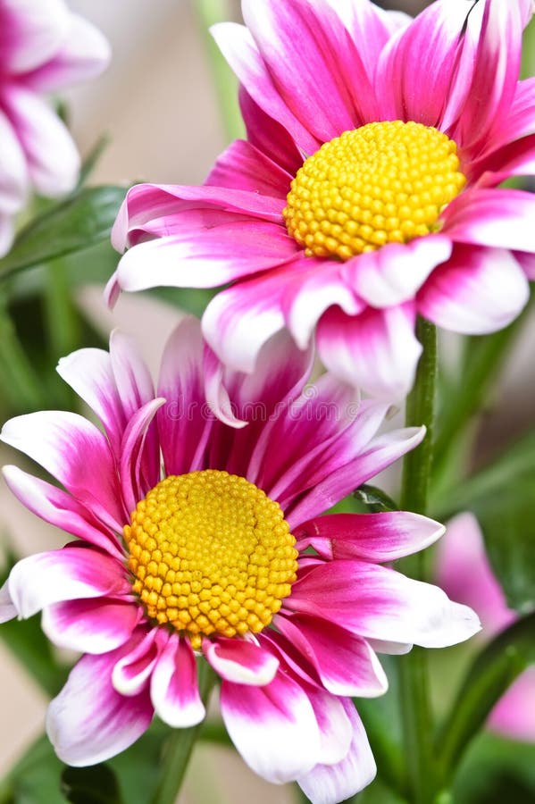 Beautiful daisy gerbera