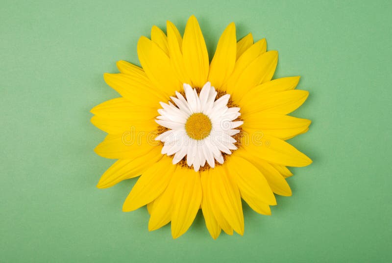 Daisy and sunflower stock photo. Image of round, organic 20408698