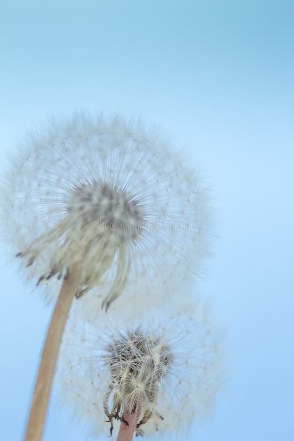 Vintage Dandelion Images  Free Download on Freepik