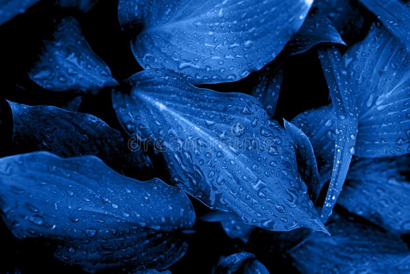 Beautiful Dark Background of Blue Leaves. Stock Image - Image of