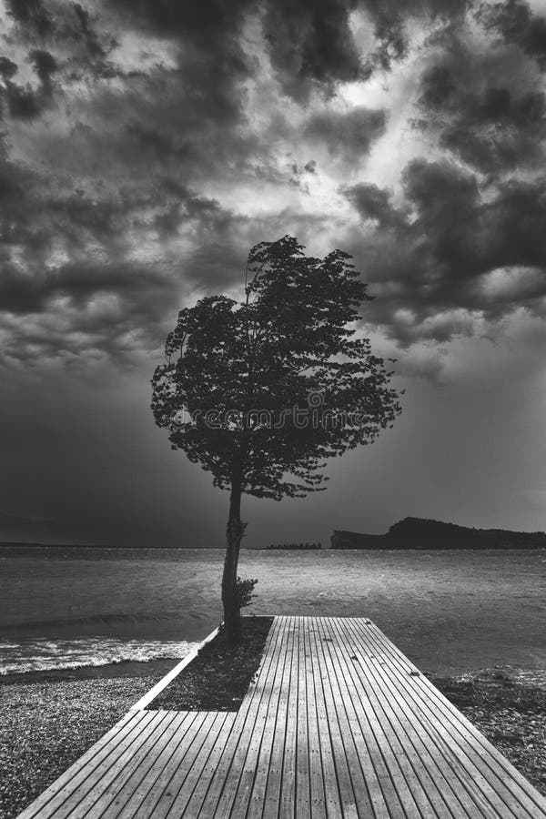 Beautiful dark black and white shot of a single tree on a wooden pier near the ocean stock images Beautiful dark black and white shot of a single tree on a wooden pier near the ocean stock images