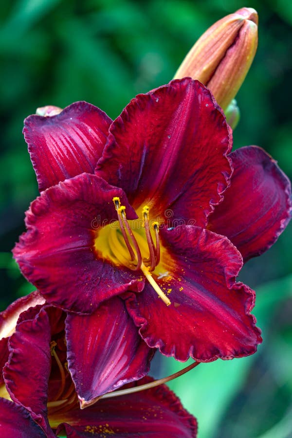 Beautiful Dark Burgundy Daylily Flower in the Garden on a Flower Bed ...