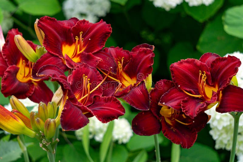 Beautiful Dark Burgundy Daylily Flower in the Garden on a Flower Bed ...