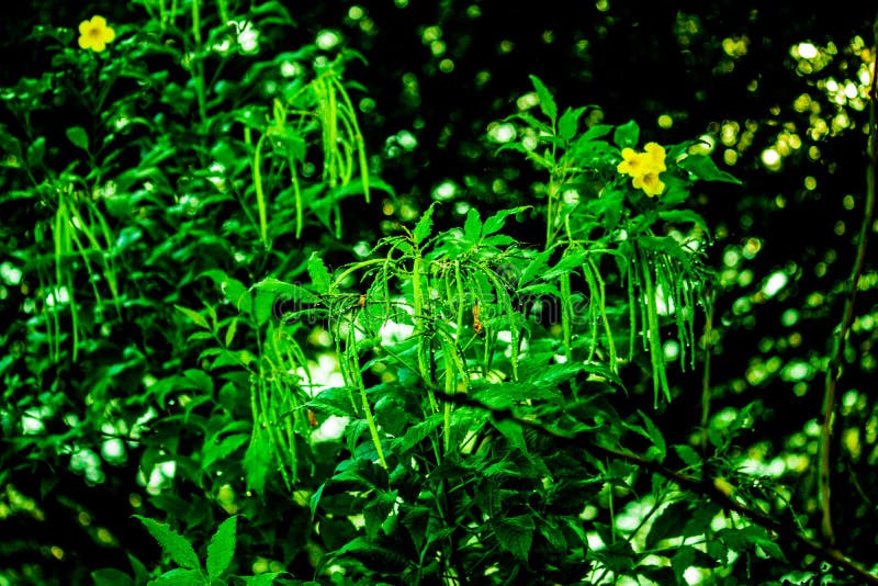 Beautiful Dark Green Plant with Yellow Flower Stock Photo - Image of dark,  background: 167334348